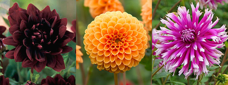 Näckrosdahlia, pompondahlia och fransblommig dahlia